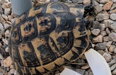 Finca Mamaflo - Foto 25