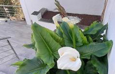 Villa Avril piscina privada y amplias terrazas - Photo 47