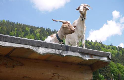 Ferienhof Almfrieden - Photo 15