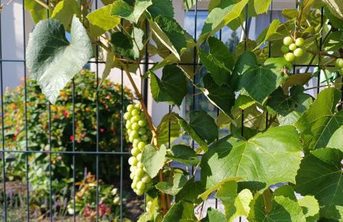 Willa Przygoda - Photo 18