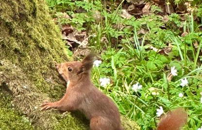 LA FEUILLÉE, Charmante Maison au Bois de Cise - Foto 34