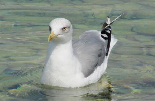 Apartman Antea - Foto 35