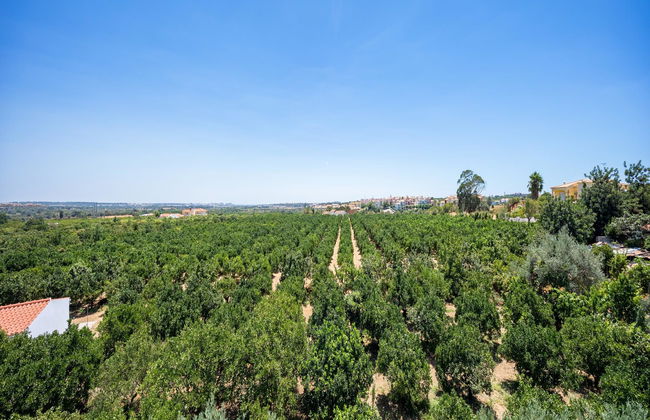 Flor da Laranja - Foto 12