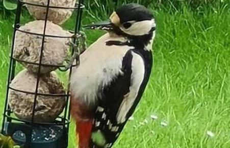 Woodpeckers Cottage - Foto 47