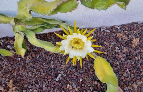 Finca-Las Mariposas 2 - Foto 51