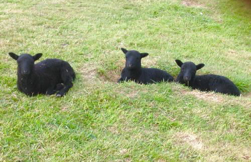 Molehill lodge - Foto 29