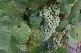 Terras - Agroturismo & Vinhos - Foto 13