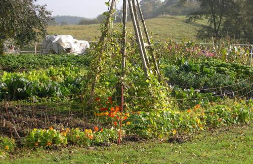 Hof-Silberweide - Foto 16