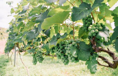 Recanto das Videiras - Casa em Vinícola - Foto 1