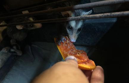 Casa de Praia com Piscina no Pontal do Ipiranga - Foto 8