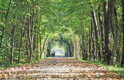 Boho Cleveland Bungalow - Sun-Drenched 2BR with Deck - Foto 26