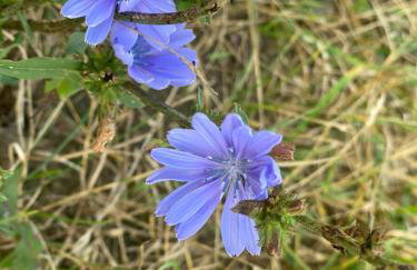 Haus Masur - Photo 3