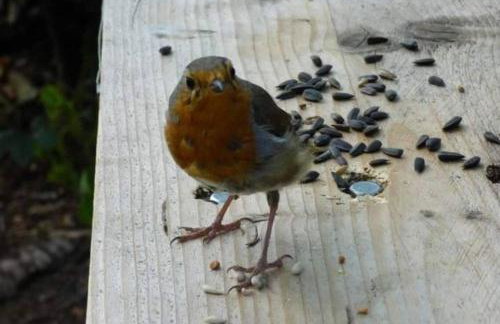 Min yr Afon - Cabin - Sleeps 2 - Hot Tub - Parking - Foto 58