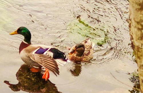 Holiday Home Flusshaus - Casas do Rio Tora by Interhome - Foto 16