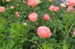 Kompfort Business Apartment - Foto 15