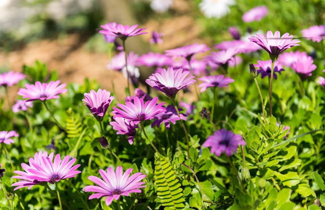 Apartments Šestanović - Foto 43