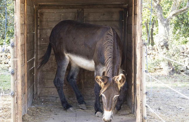 Casale Della Pergola Eco-friendly by the sea - Foto 47