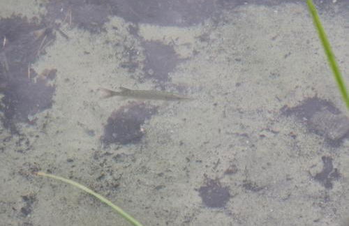 Martha - Ferienhaus, 3 Schlafzimmer, 2 bis 6 Personen, S-Bahn nach Berlin, Strausseenähe, ruhige Lage - Foto 27