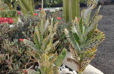 Las Casitas Masdache - Foto 48