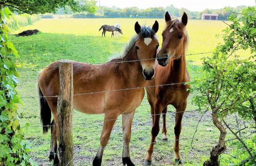 Stunning New Forest Cottage close to Paultons Park - Foto 14