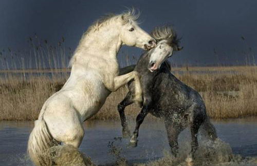 Marina Aigues Mortes 75m2 - Foto 7