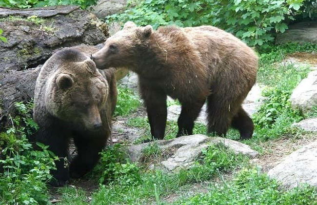 Biglietti per lo Zoo Alpino e funicolare Innsbruck-Hungerburg - Foto 5