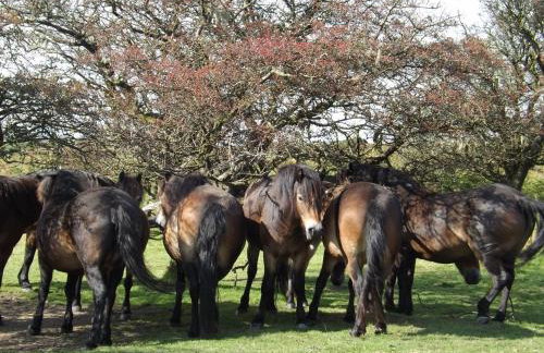 Dairy Cottage Dulverton - Foto 33