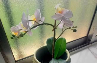 Airport Home Tenerife Norte - Foto 15