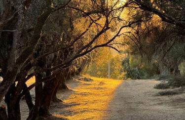 Trees of Heaven - Olive House - Foto 20