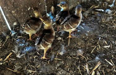 Gite 1er Cru - La Loubertine - Foto 49