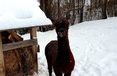 Agroturystyka Natura - Foto 50