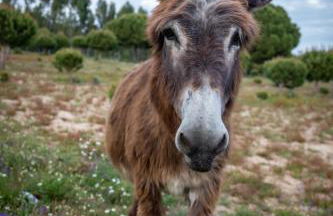 Casas da Horta - Photo 26