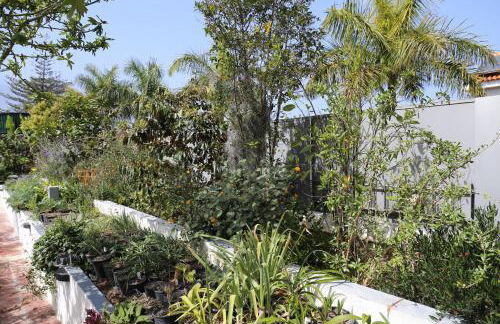 Jungle Paradise - Foto 50