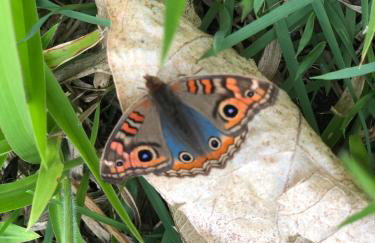 Casa do Pinheiro Petrópolis - Foto 52