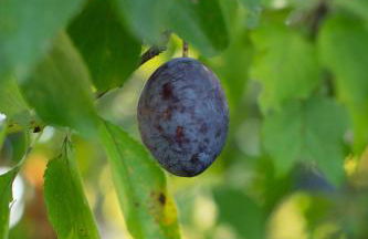Agriturismo da Natalino - Foto 67