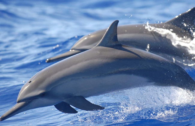 Sataya Reef Boat Trip + Snorkeling with Dolphins - Photo 1