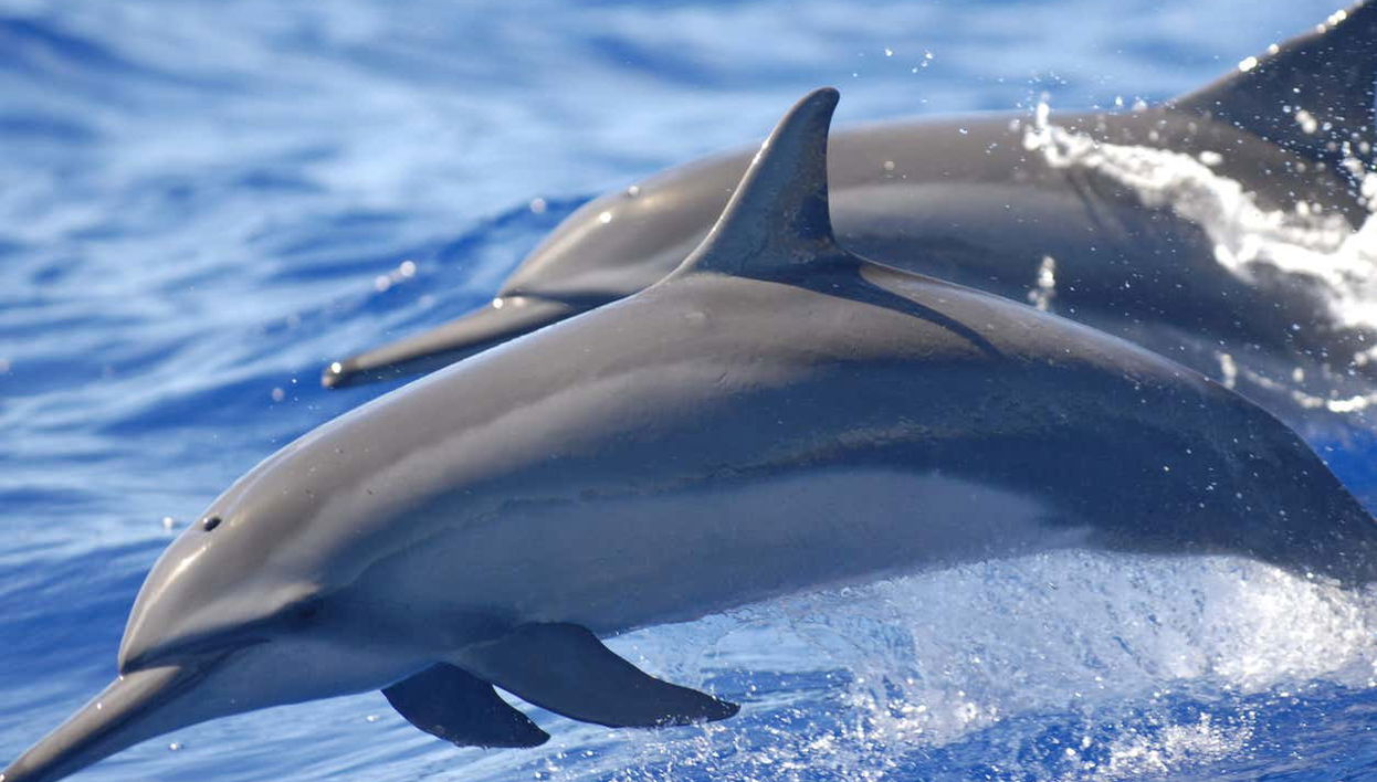 Sataya Reef, home to spinner dolphins