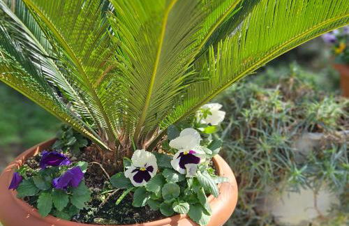 IPSOS SUPERIOR APARTMENTS - Foto 31