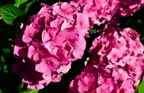 Cosy cottage in Bridport centre - Photo 31