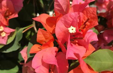 Casa Levante - Foto 22