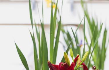 Villa Matilde - Foto 77