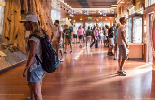 Sequoia Splendor, inside Kings Canyon NP by Visitors Center - Foto 77