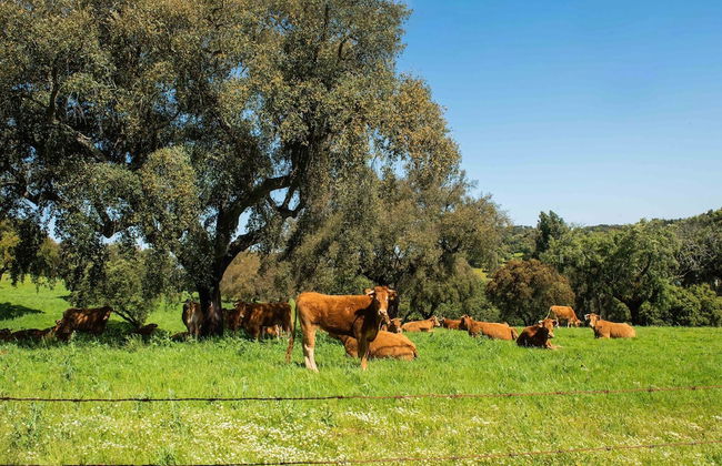 Country Mansion in Montemor-o-novo Alentejo - Foto 32