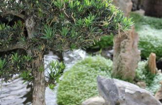 Zen Guest House - Museu do Bonsai - Foto 10