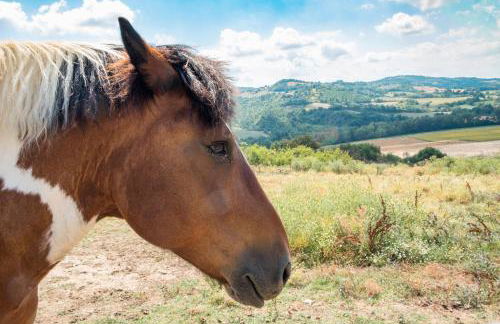 Agriturismo Goccia di Luna - Foto 10