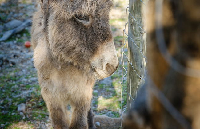 Muleta de Ca S'Hereu Agroturismo - Photo 56