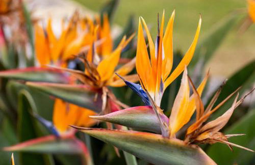 Quinta da Foz - Foto 6