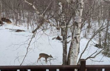 North Shore A-Frame Sauna, Firepit, 10 min Lutsen - Foto 22