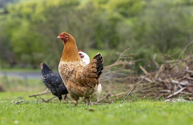 Mole Creek Cabins - Photo 76