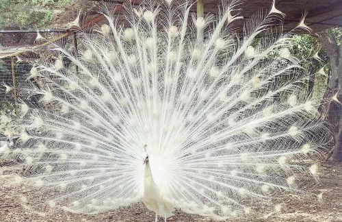 Agriturismo Tenuta Sant'Antonio - Foto 12